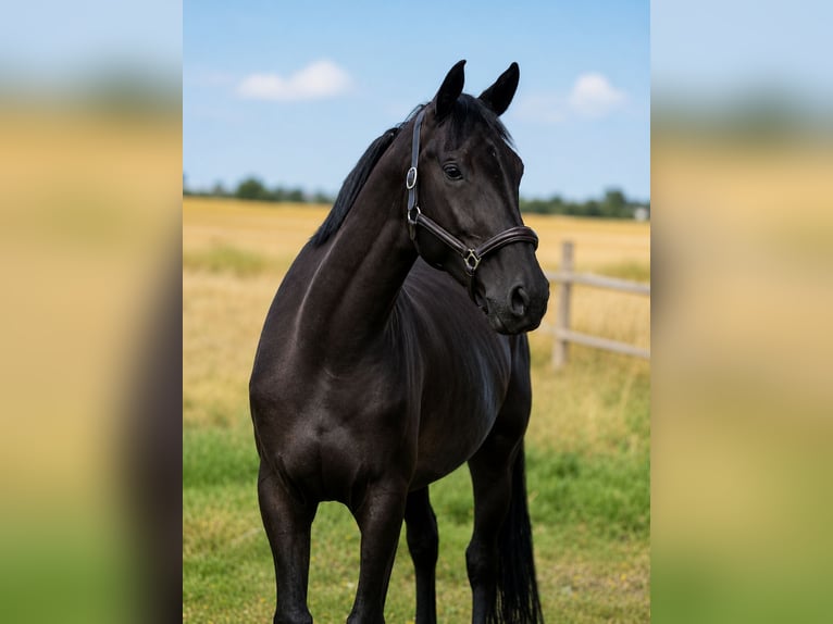 Duits sportpaard Merrie 5 Jaar 168 cm Donkerbruin in Karlsfeld