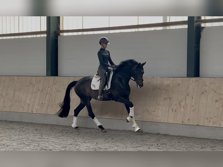 Duits sportpaard Merrie 5 Jaar 168 cm Donkerbruin in Mönchengladbach