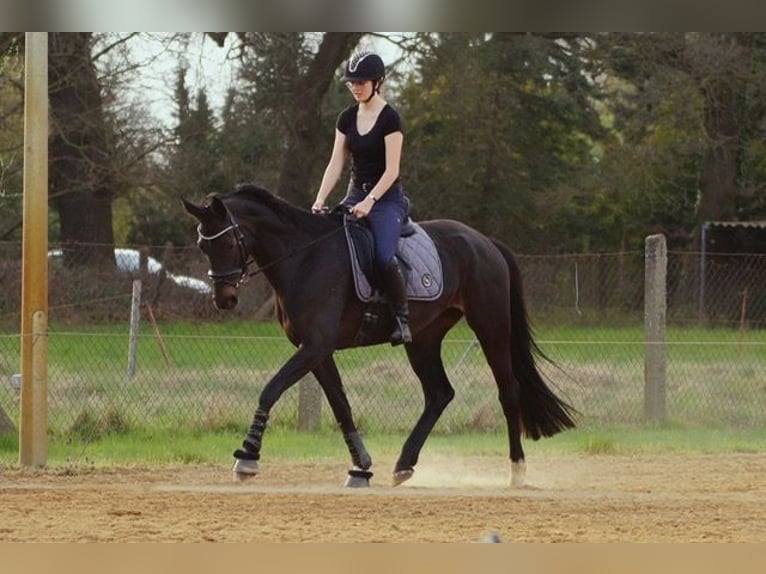 Duits sportpaard Merrie 5 Jaar 168 cm Donkerbruin in Stendal