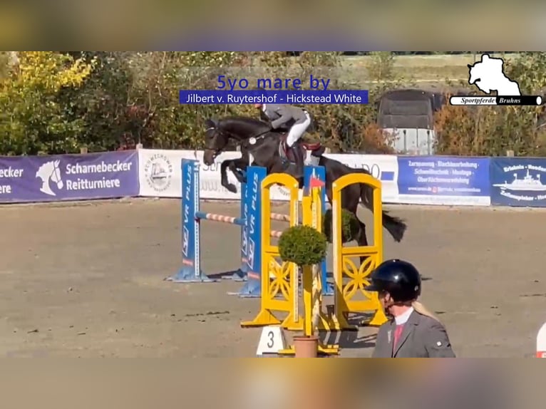 Duits sportpaard Merrie 5 Jaar 168 cm Donkerbruin in Gadow