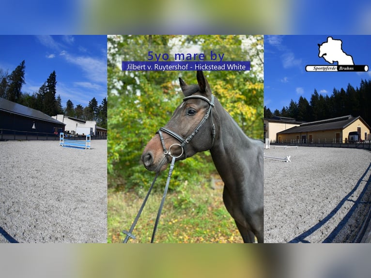 Duits sportpaard Merrie 5 Jaar 168 cm Donkerbruin in Gadow