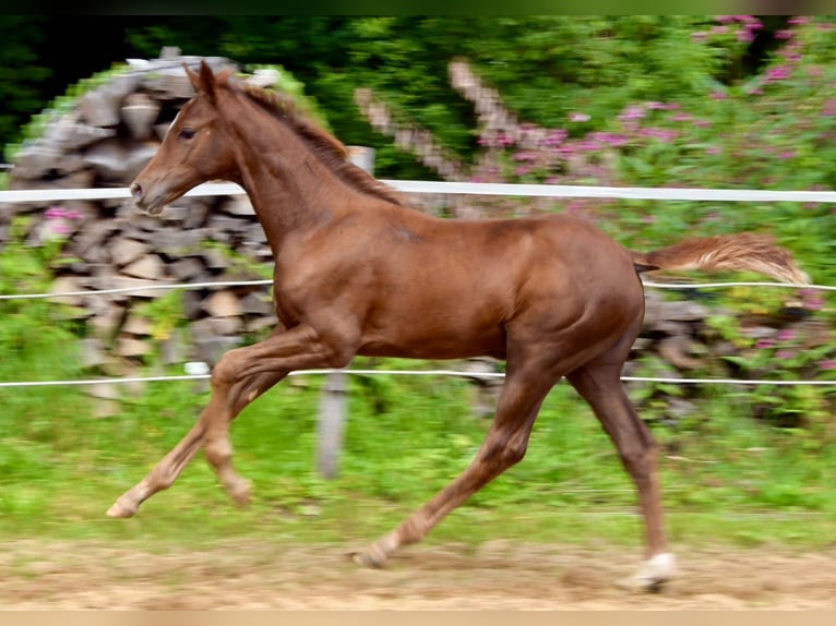Duits sportpaard Merrie 5 Jaar 168 cm Donkere-vos in Bad Wurzach