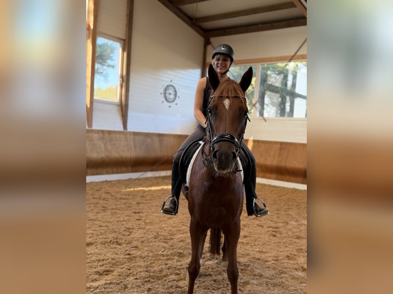 Duits sportpaard Merrie 5 Jaar 168 cm Donkere-vos in Bad Wurzach