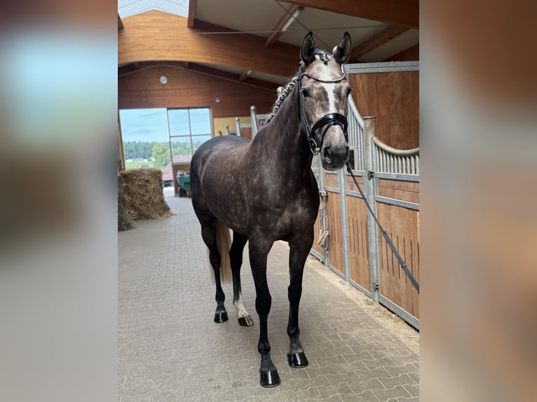 Duits sportpaard Merrie 5 Jaar 168 cm Schimmel in Kirchenthumbach