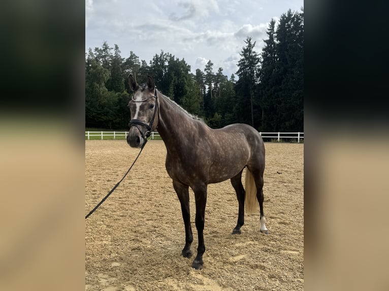 Duits sportpaard Merrie 5 Jaar 168 cm Schimmel in Kirchenthumbach