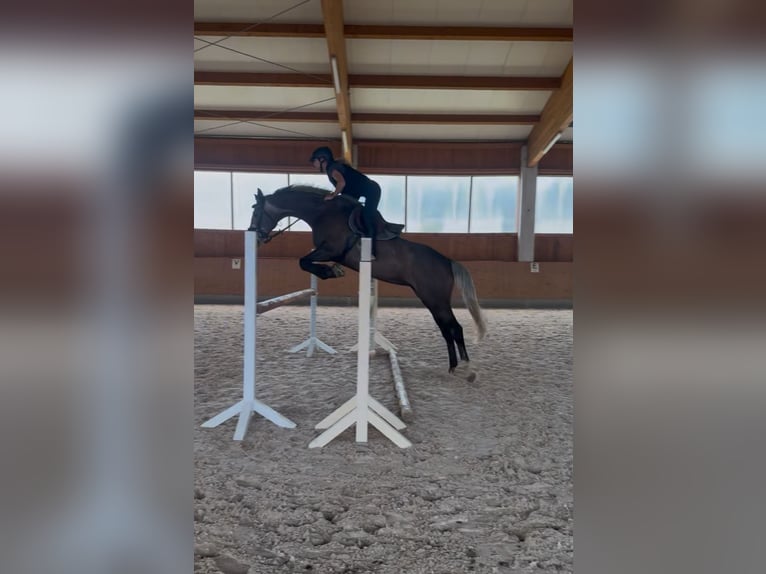 Duits sportpaard Merrie 5 Jaar 168 cm Schimmel in Kirchenthumbach