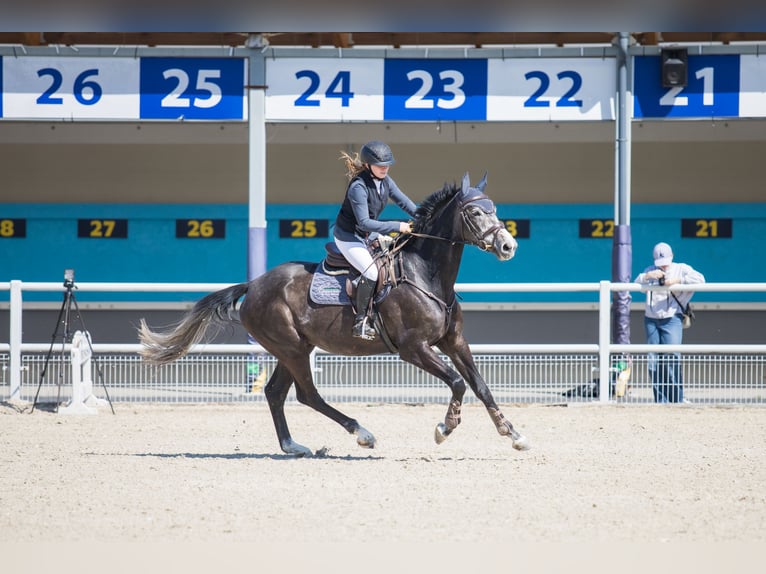 Duits sportpaard Merrie 5 Jaar 168 cm Schimmel in Wittichenau
