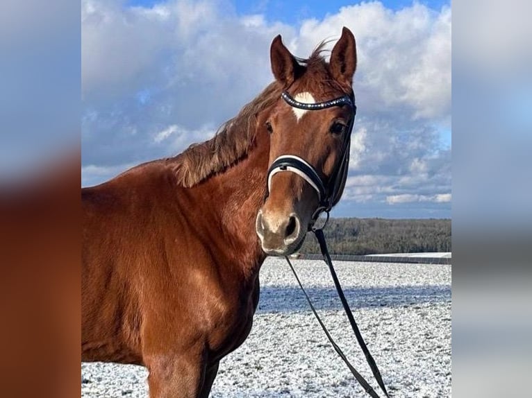 Duits sportpaard Merrie 5 Jaar 168 cm Vos in Ditzingen