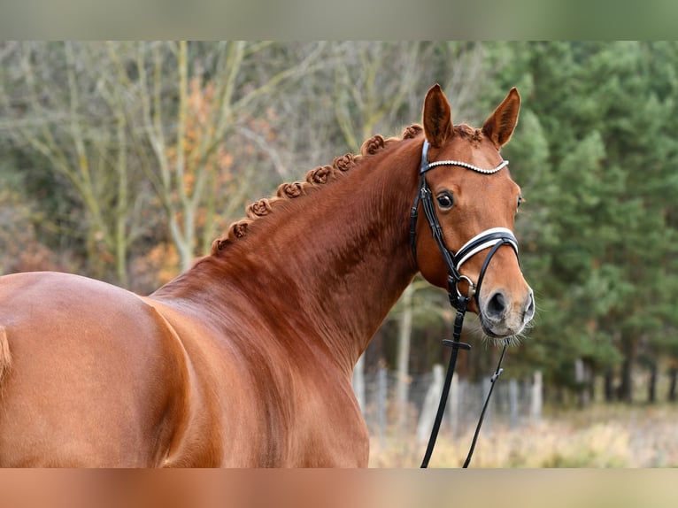 Duits sportpaard Merrie 5 Jaar 168 cm Vos in Kamern