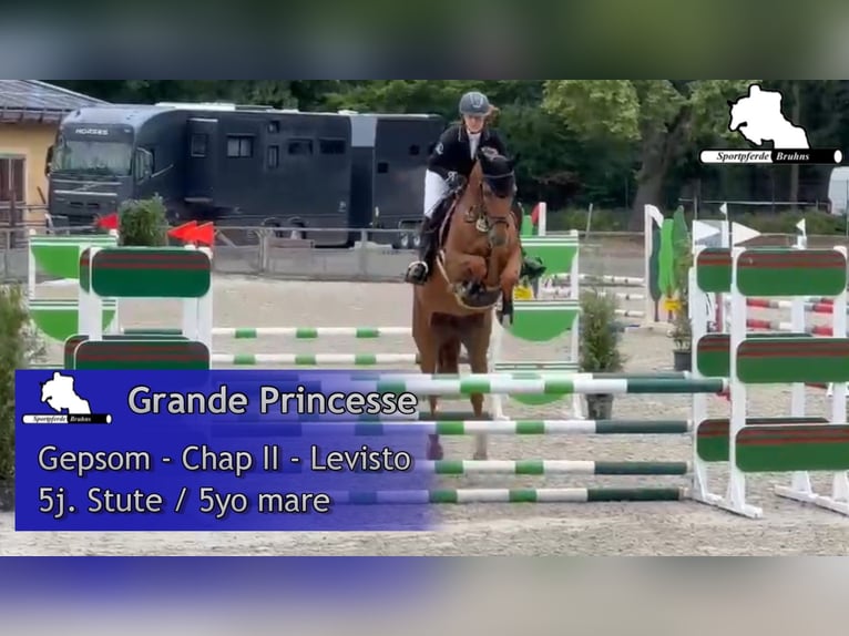 Duits sportpaard Merrie 5 Jaar 168 cm Vos in Gadow
