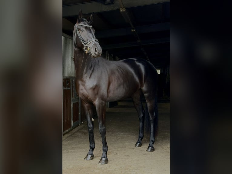 Duits sportpaard Merrie 5 Jaar 168 cm Zwart in Schönwalde