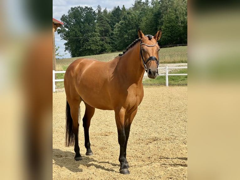 Duits sportpaard Merrie 5 Jaar 169 cm Bruin in Kirchenthumbach