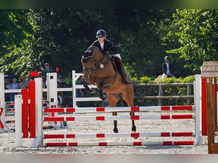 Duits sportpaard Merrie 5 Jaar 169 cm Bruin in Beilrode