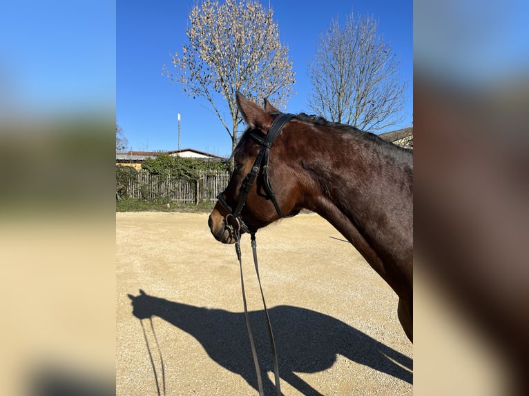 Duits sportpaard Merrie 5 Jaar 169 cm Donkerbruin in Markdorf