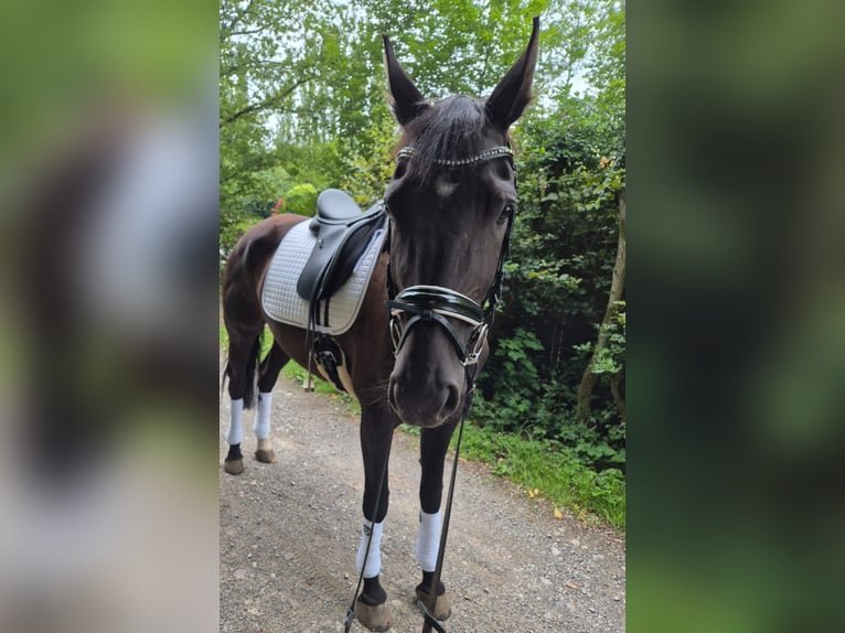 Duits sportpaard Merrie 5 Jaar 169 cm Zwart in Hagen