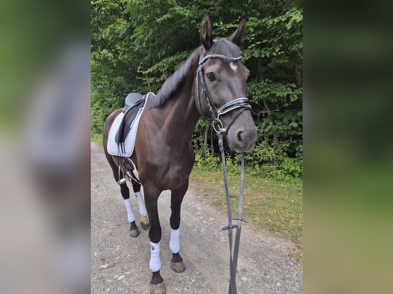 Duits sportpaard Merrie 5 Jaar 169 cm Zwart in Hagen