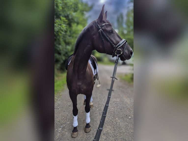 Duits sportpaard Merrie 5 Jaar 169 cm Zwart in Hagen