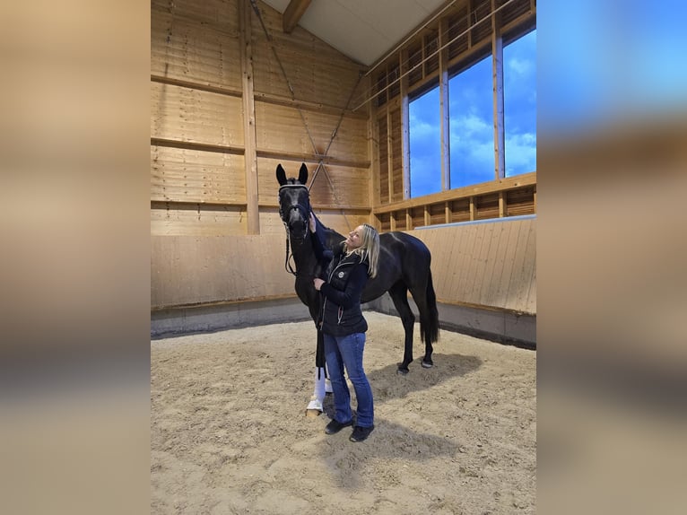 Duits sportpaard Merrie 5 Jaar 169 cm Zwart in Bad Griesbach im Rottal