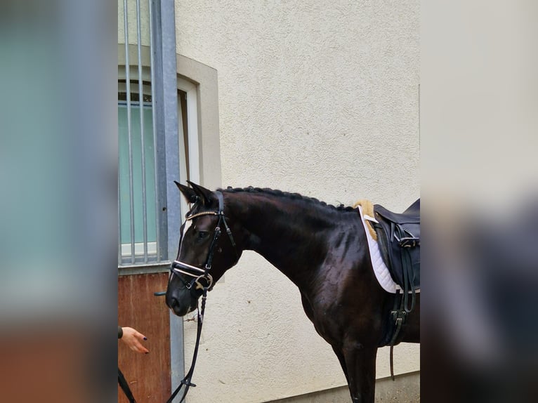 Duits sportpaard Merrie 5 Jaar 169 cm Zwart in Bad Birnbach