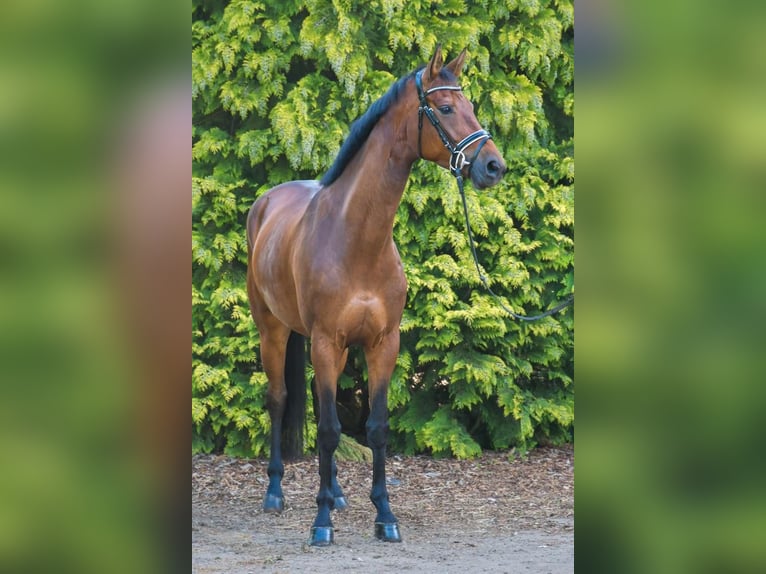 Duits sportpaard Merrie 5 Jaar 170 cm Bruin in Berne