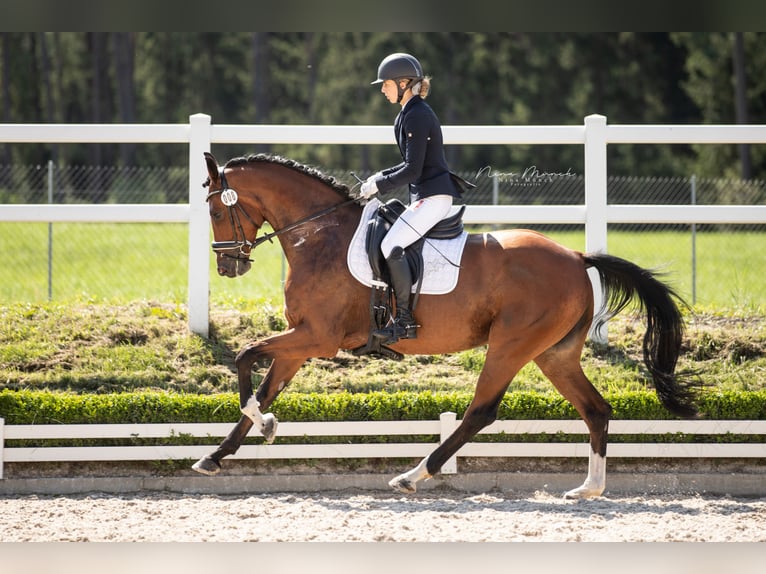 Duits sportpaard Merrie 5 Jaar 170 cm Bruin in Kirchenthumbach