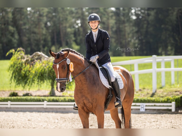 Duits sportpaard Merrie 5 Jaar 170 cm Bruin in Kirchenthumbach