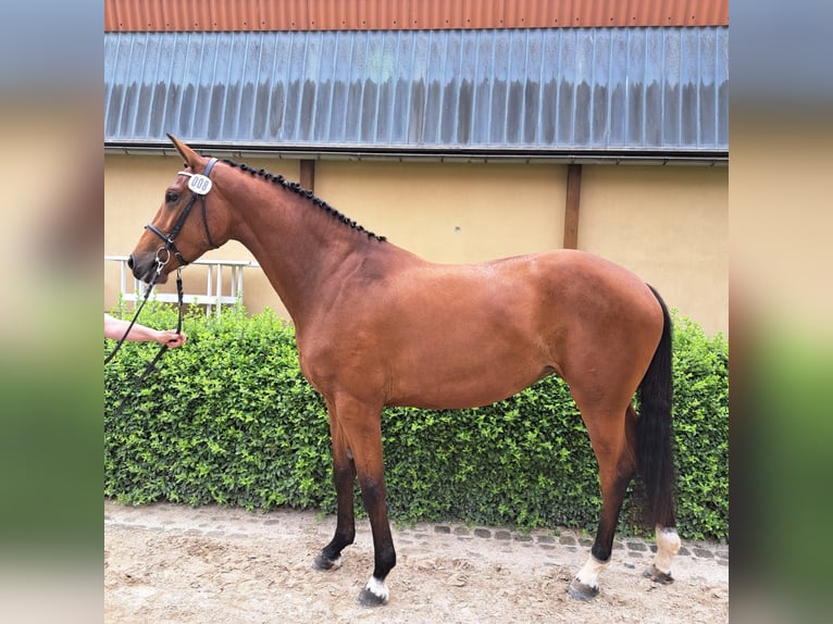 Duits sportpaard Merrie 5 Jaar 170 cm Bruin in Gröditz