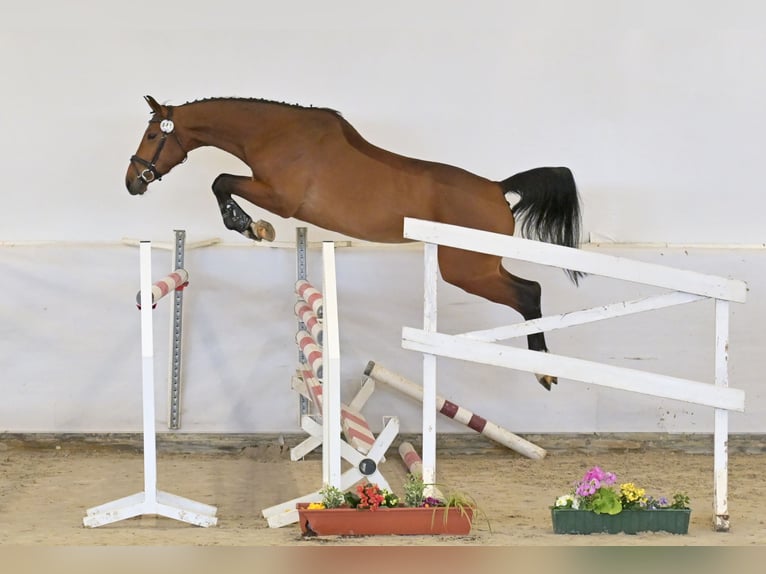 Duits sportpaard Merrie 5 Jaar 170 cm Bruin in Saalstadt