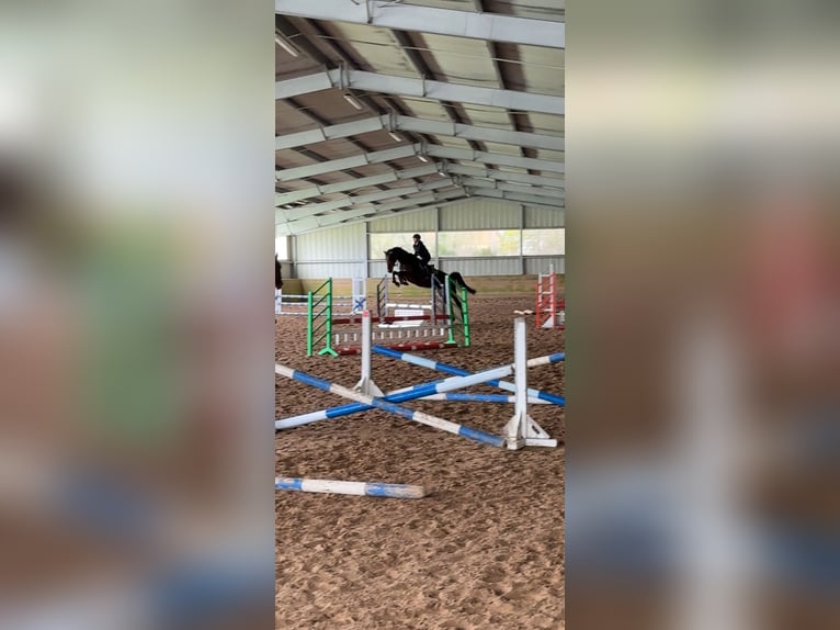 Duits sportpaard Merrie 5 Jaar 170 cm Bruin in Salzwedel