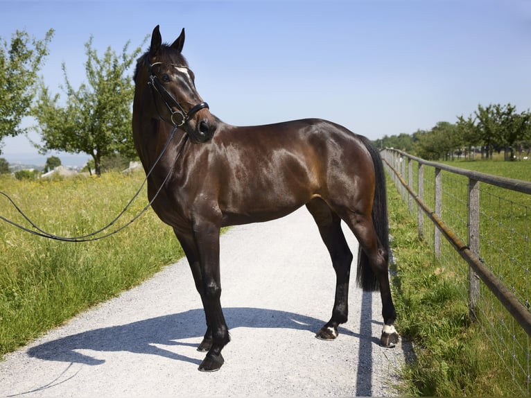 Duits sportpaard Merrie 5 Jaar 170 cm Donkerbruin in Kilchberg ZH