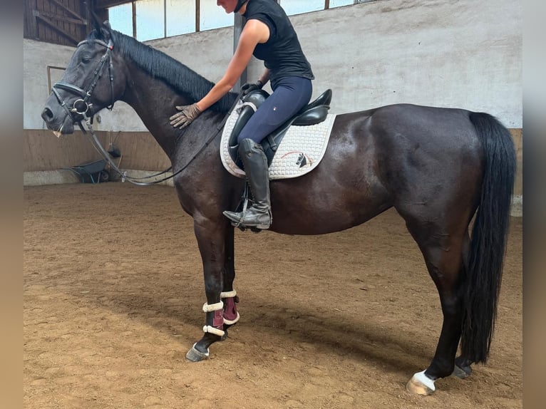 Duits sportpaard Merrie 5 Jaar 170 cm Donkerbruin in Karlsfeld