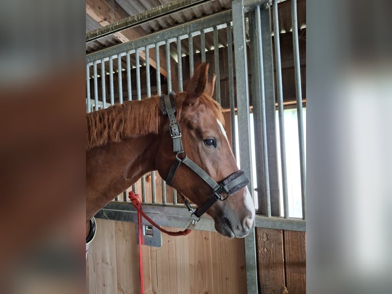 Duits sportpaard Merrie 5 Jaar 170 cm Vos in Donaueschingen