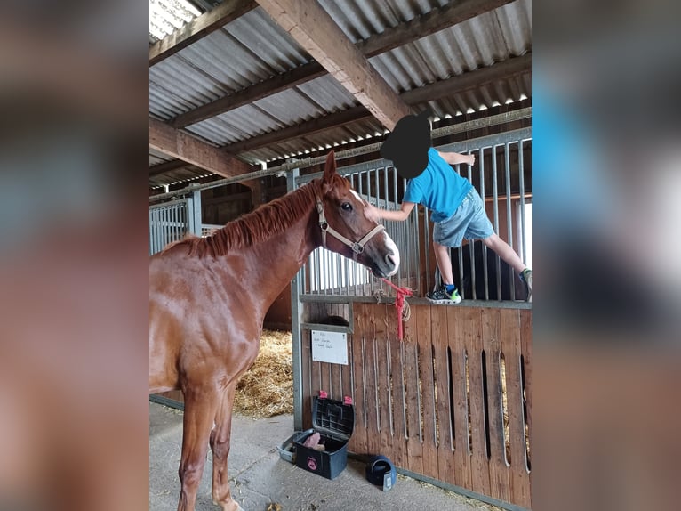 Duits sportpaard Merrie 5 Jaar 170 cm Vos in Donaueschingen