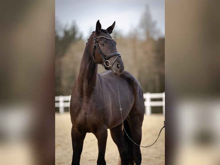 Duits sportpaard Merrie 5 Jaar 170 cm Zwart in Kirchenthumbach