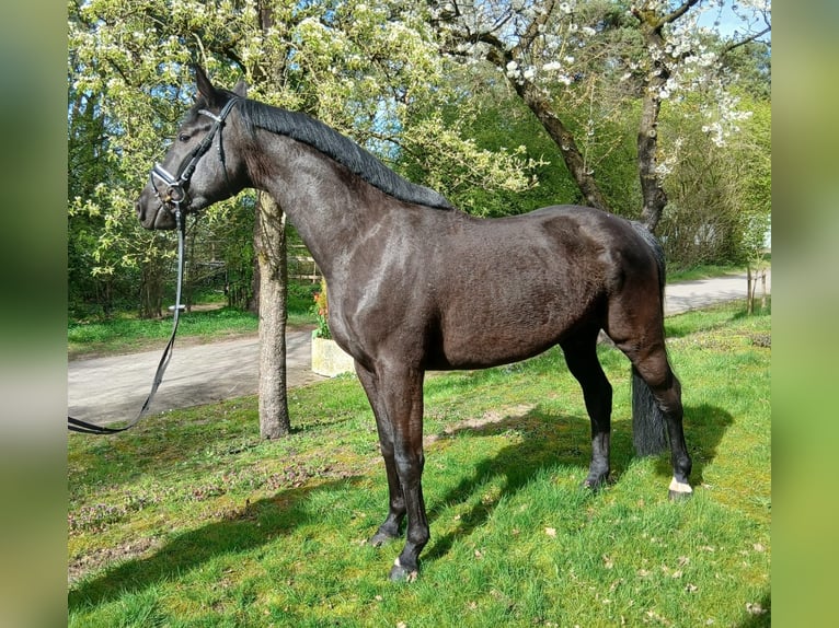 Duits sportpaard Merrie 5 Jaar 170 cm Zwartbruin in Karlsfeld