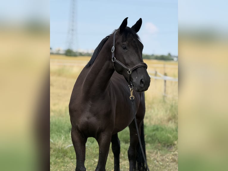Duits sportpaard Merrie 5 Jaar 170 cm Zwartbruin in Vechta
