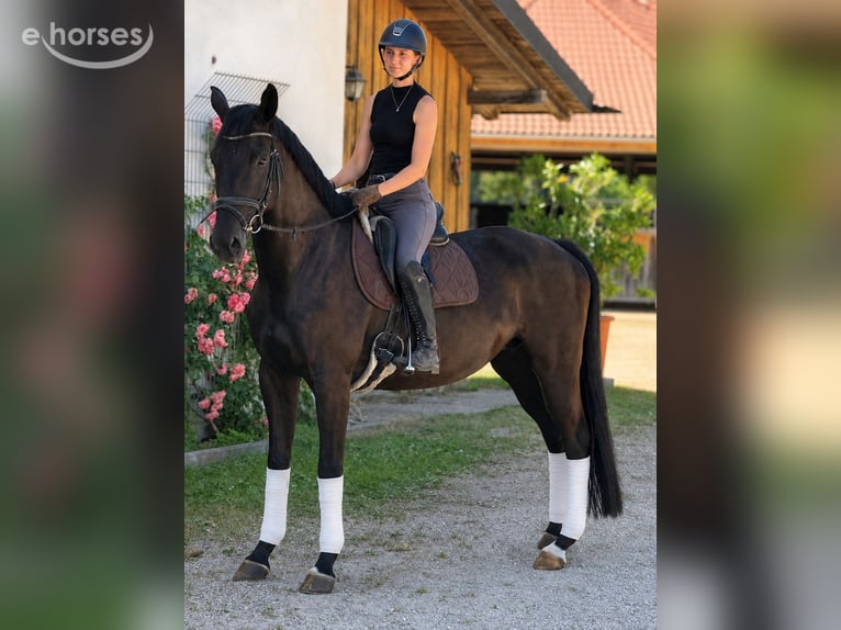 Duits sportpaard Merrie 5 Jaar 170 cm Zwartbruin in Wenzenbach