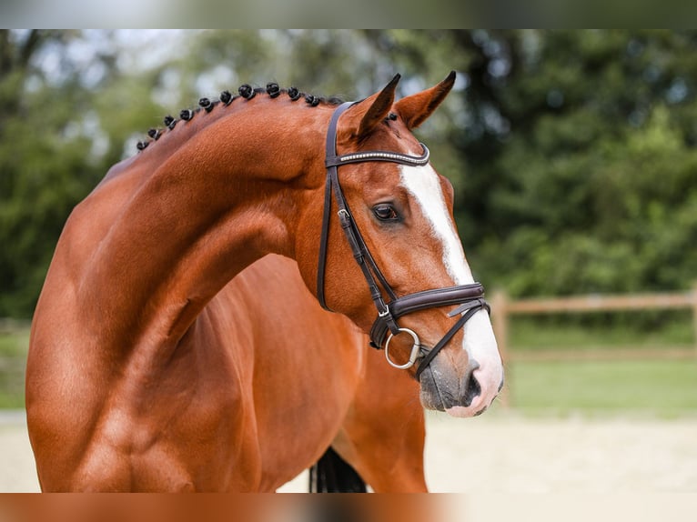 Duits sportpaard Merrie 5 Jaar 171 cm Bruin in Riedstadt