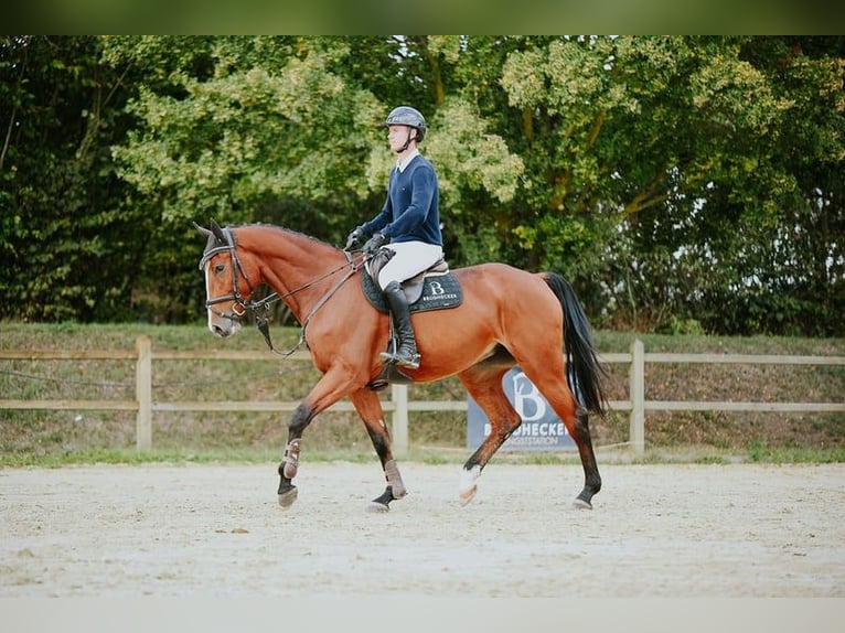 Duits sportpaard Merrie 5 Jaar 171 cm Bruin in Riedstadt