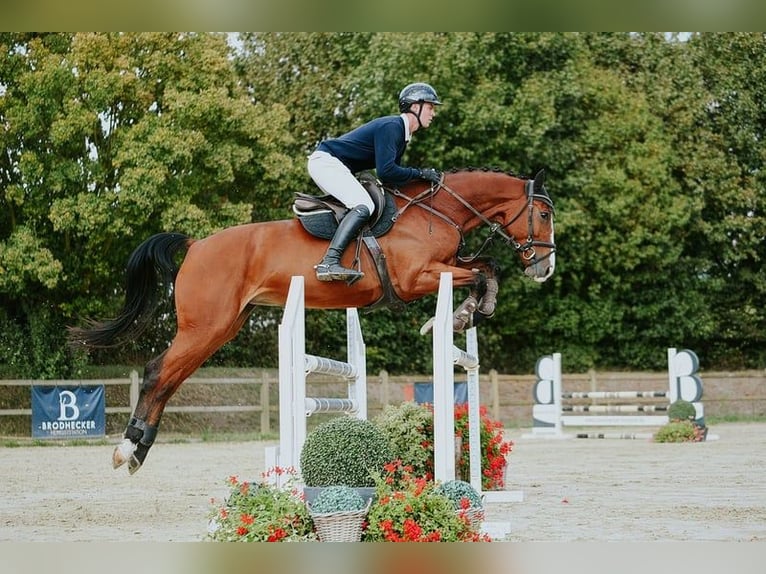 Duits sportpaard Merrie 5 Jaar 171 cm Bruin in Riedstadt