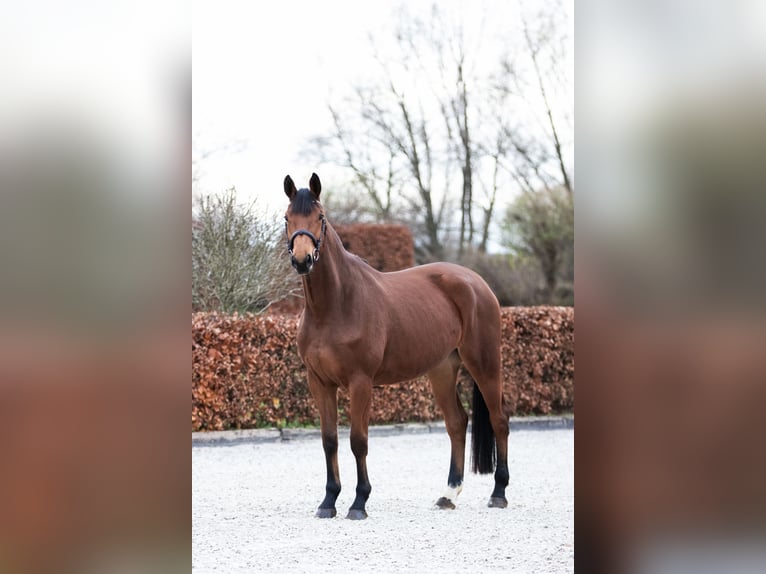 Duits sportpaard Merrie 5 Jaar 171 cm Bruin in Zossen