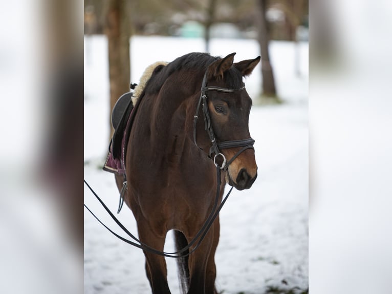Duits sportpaard Merrie 5 Jaar 171 cm Donkerbruin in Möglingen