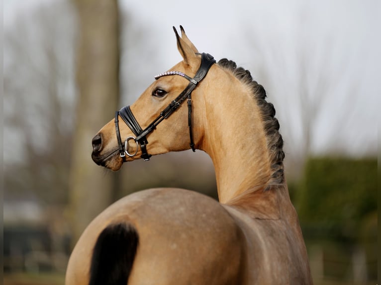 Duits sportpaard Merrie 5 Jaar 171 cm Falbe in Vechta