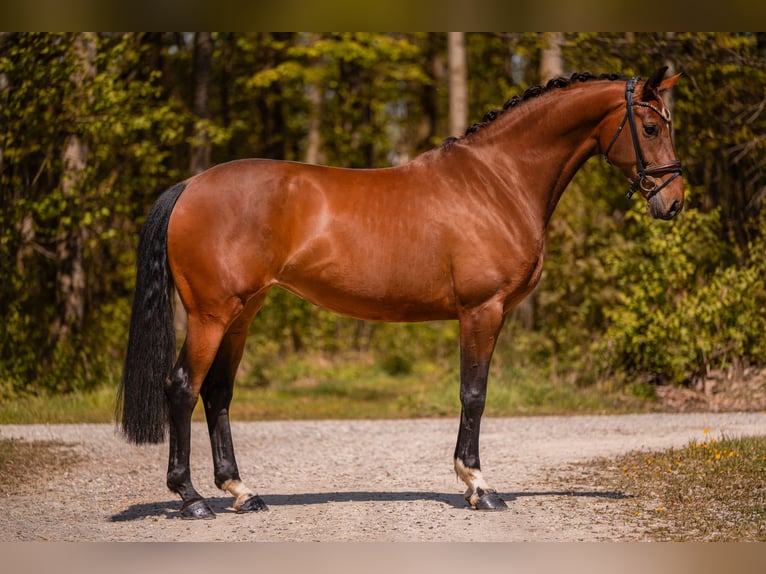 Duits sportpaard Merrie 5 Jaar 172 cm Bruin in Wehringen