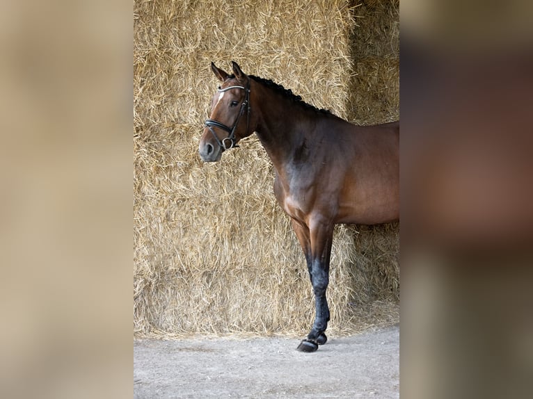 Duits sportpaard Merrie 5 Jaar 172 cm Bruin in Empfingen