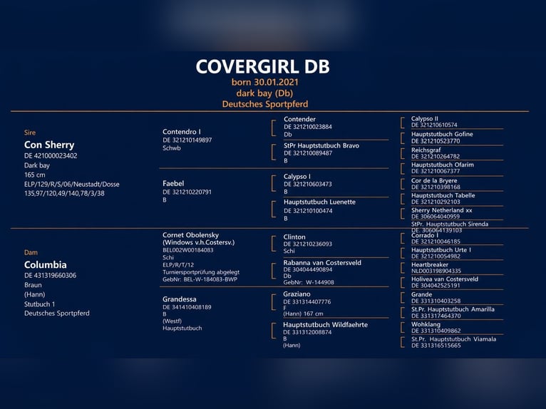 Duits sportpaard Merrie 5 Jaar 172 cm Roodbruin in ROGOWNICA