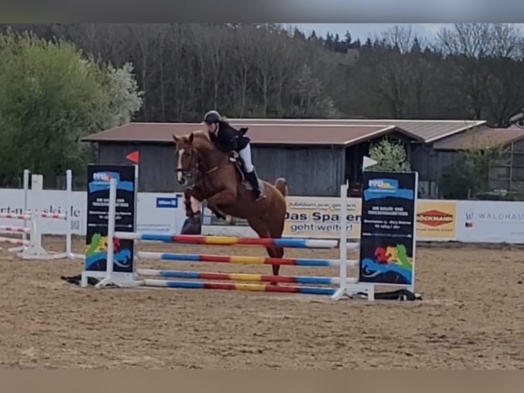 Duits sportpaard Merrie 5 Jaar 172 cm Vos in Süderholz