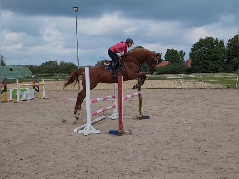 Duits sportpaard Merrie 5 Jaar 172 cm Vos in Süderholz