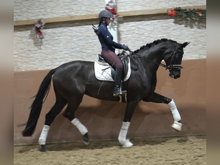 Duits sportpaard Merrie 5 Jaar 172 cm Zwart in Wehringen