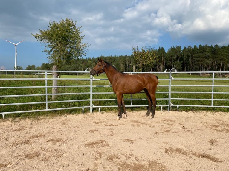 Duits sportpaard Merrie 5 Jaar 173 cm Bruin in Schopfloch